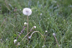 MH_dandelion1.jpg