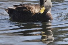 Duck2