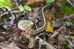 MH_GarterSnake_LLPP_1912