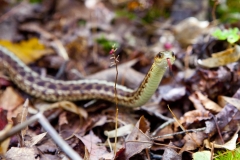 MH_GarterSnake_LLPP_1929