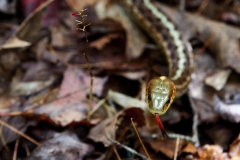 MH_GarterSnake_LLPP_1933