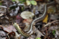 MH_GarterSnake_LLPP_1935