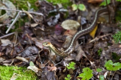 MH_GarterSnake_LLPP_1938