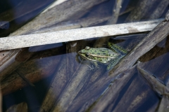 MH_GreenFrog