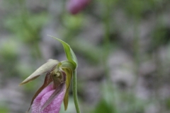 MH_PinkLadySlipper