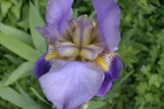 MH_Purple_Iris5