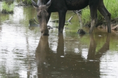 Moose_NovaScotia
