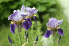 Purple_Iris3