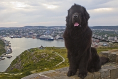 MH_Chief_7637