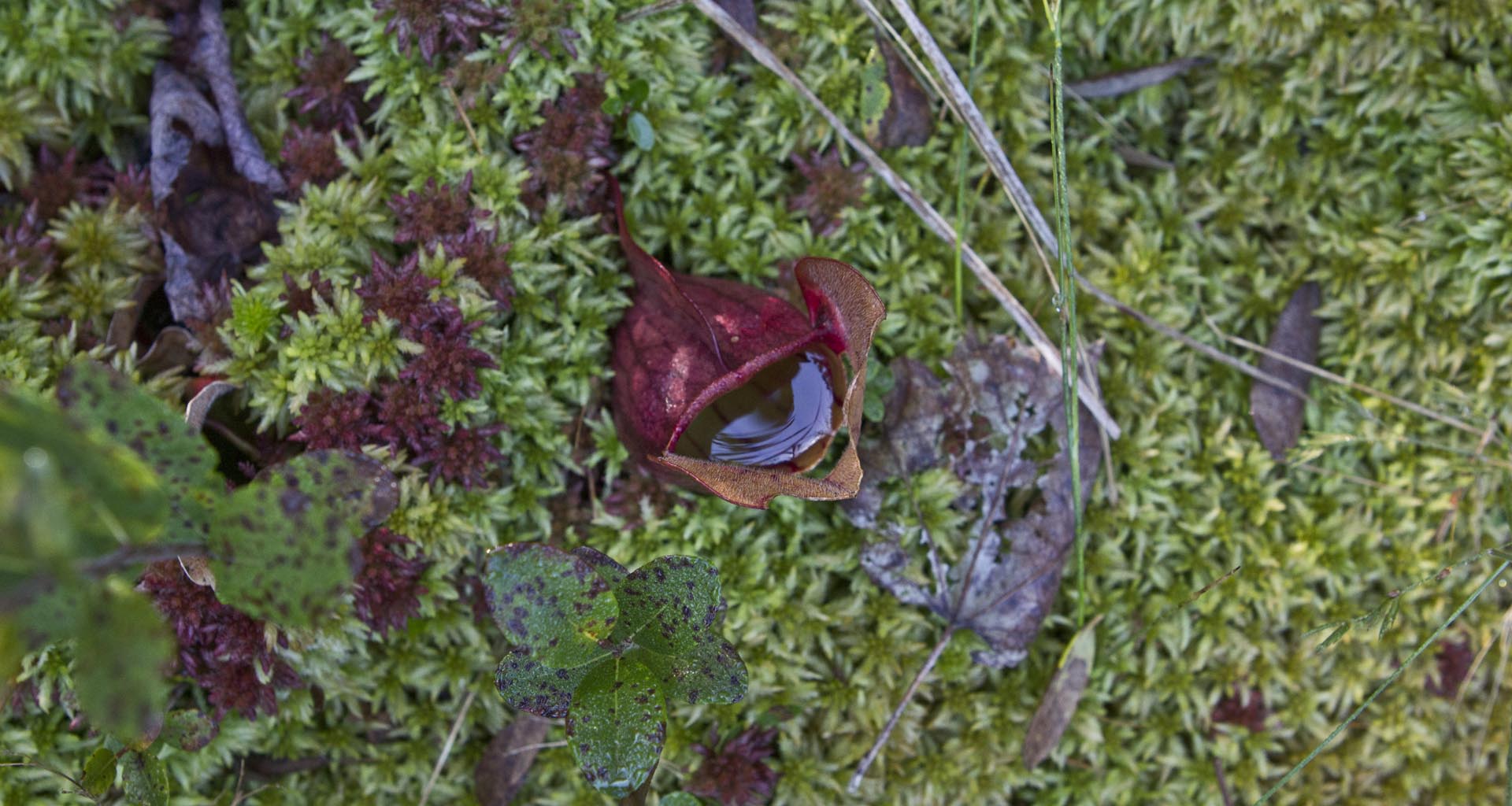 LongLakeOct2015 (39)