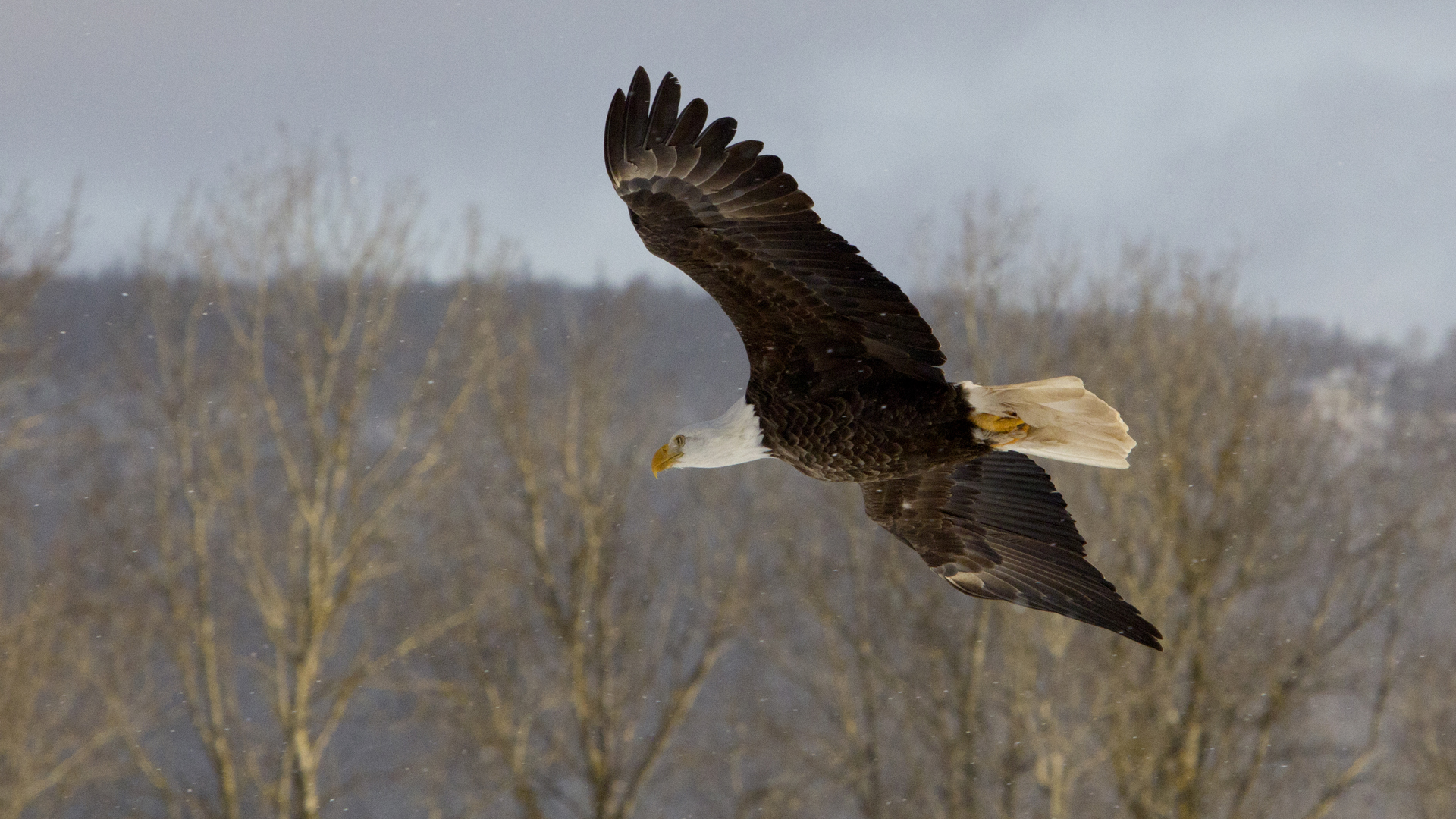 MH_Eagle1