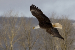 MH_Eagle1
