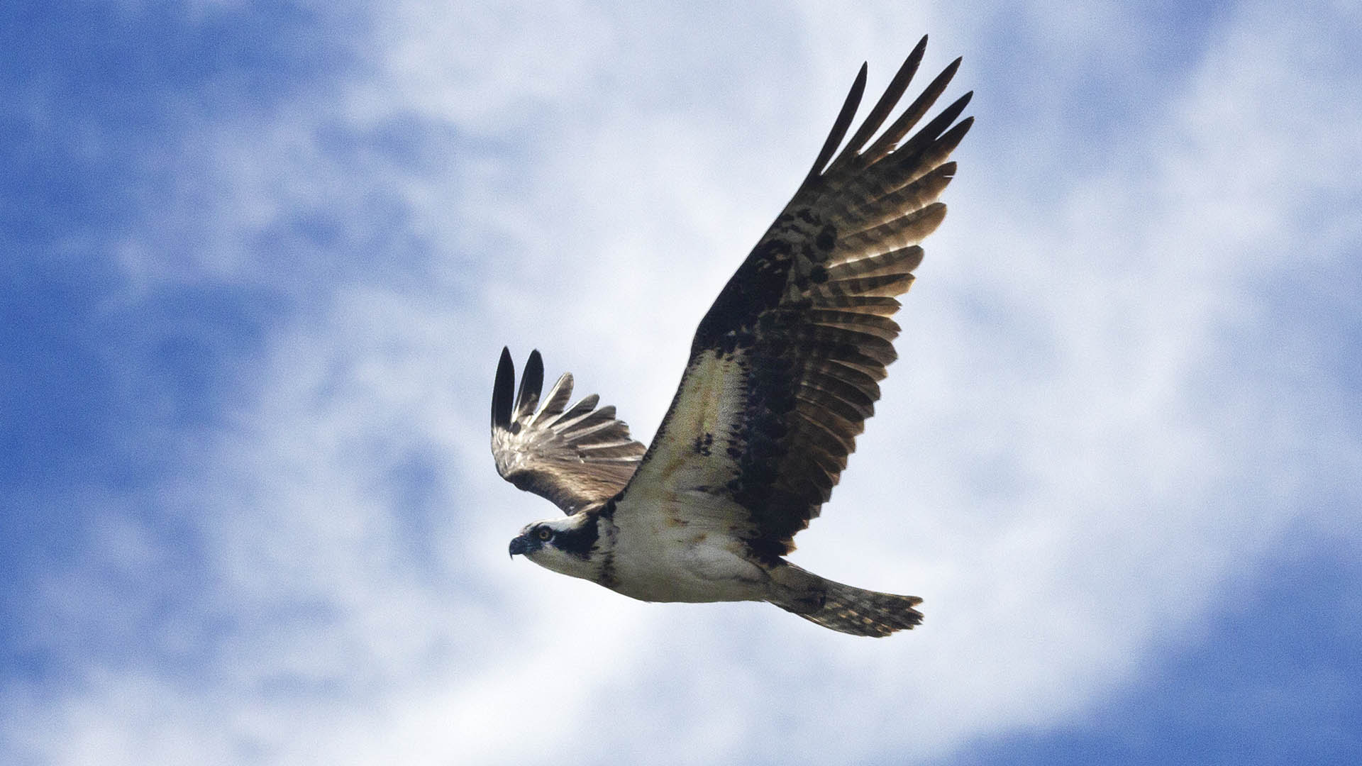 Flying By