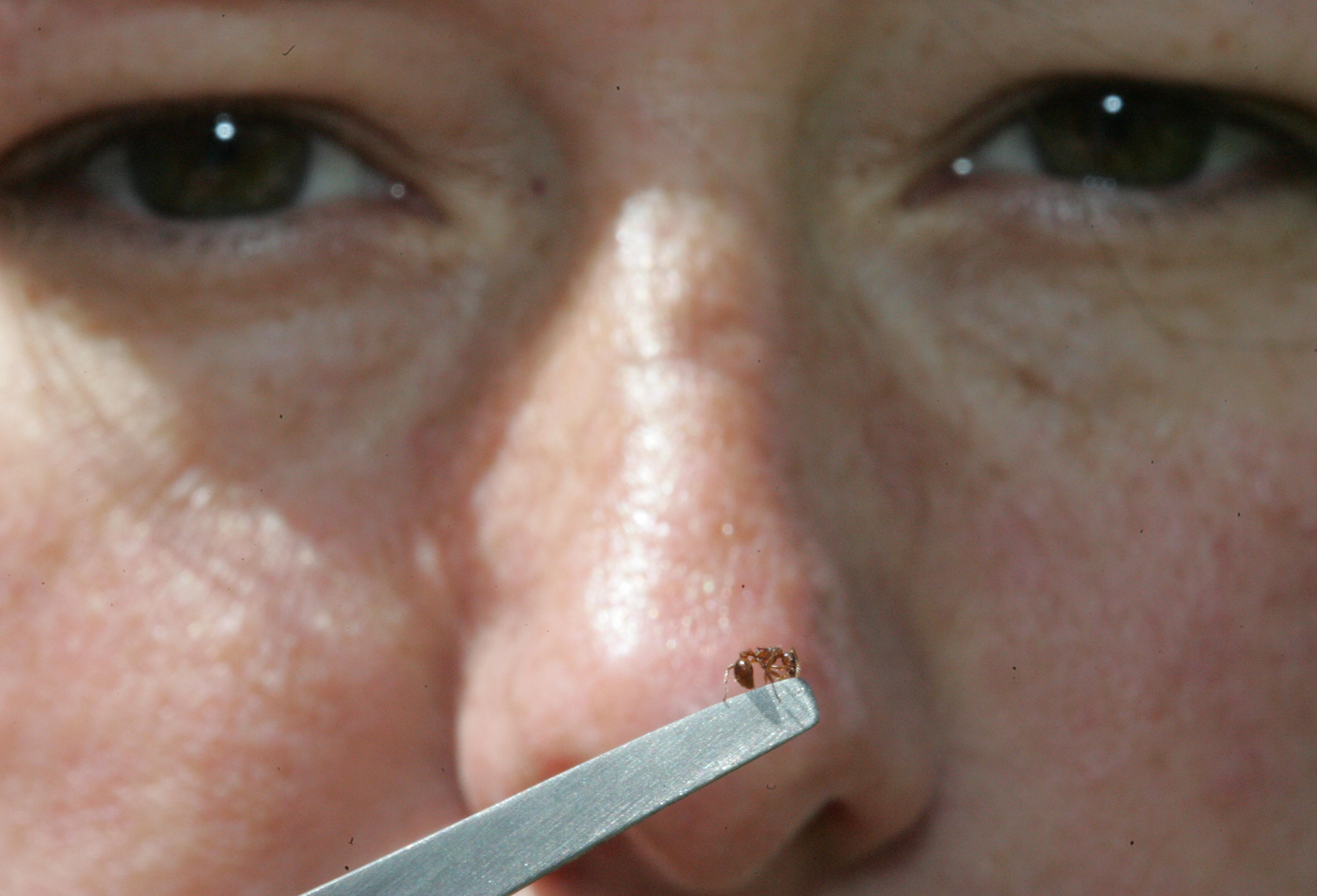 June 15, 2010 - Susan Horton a science masters student at Saint Marys University who studies fire ants, calls her Halifax property "the lab" because as it turns out she has her own infestation of the nasty creatures.