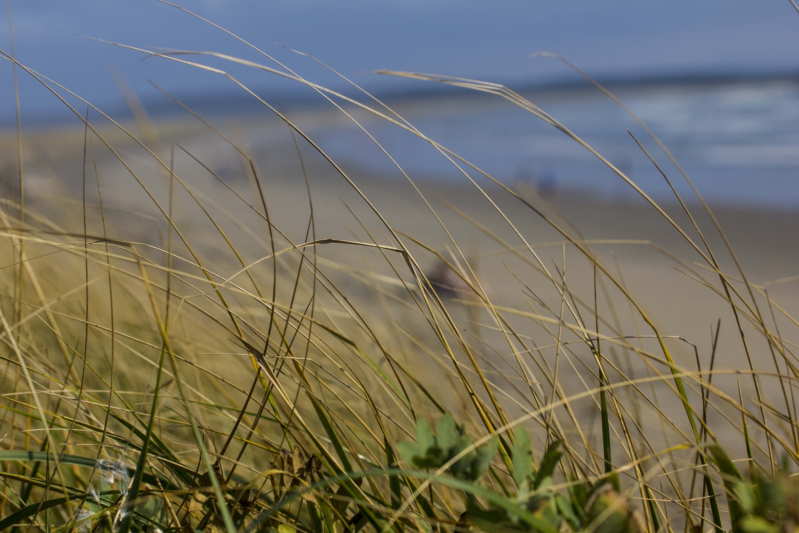 MH_MartiniqueBeach_M8221