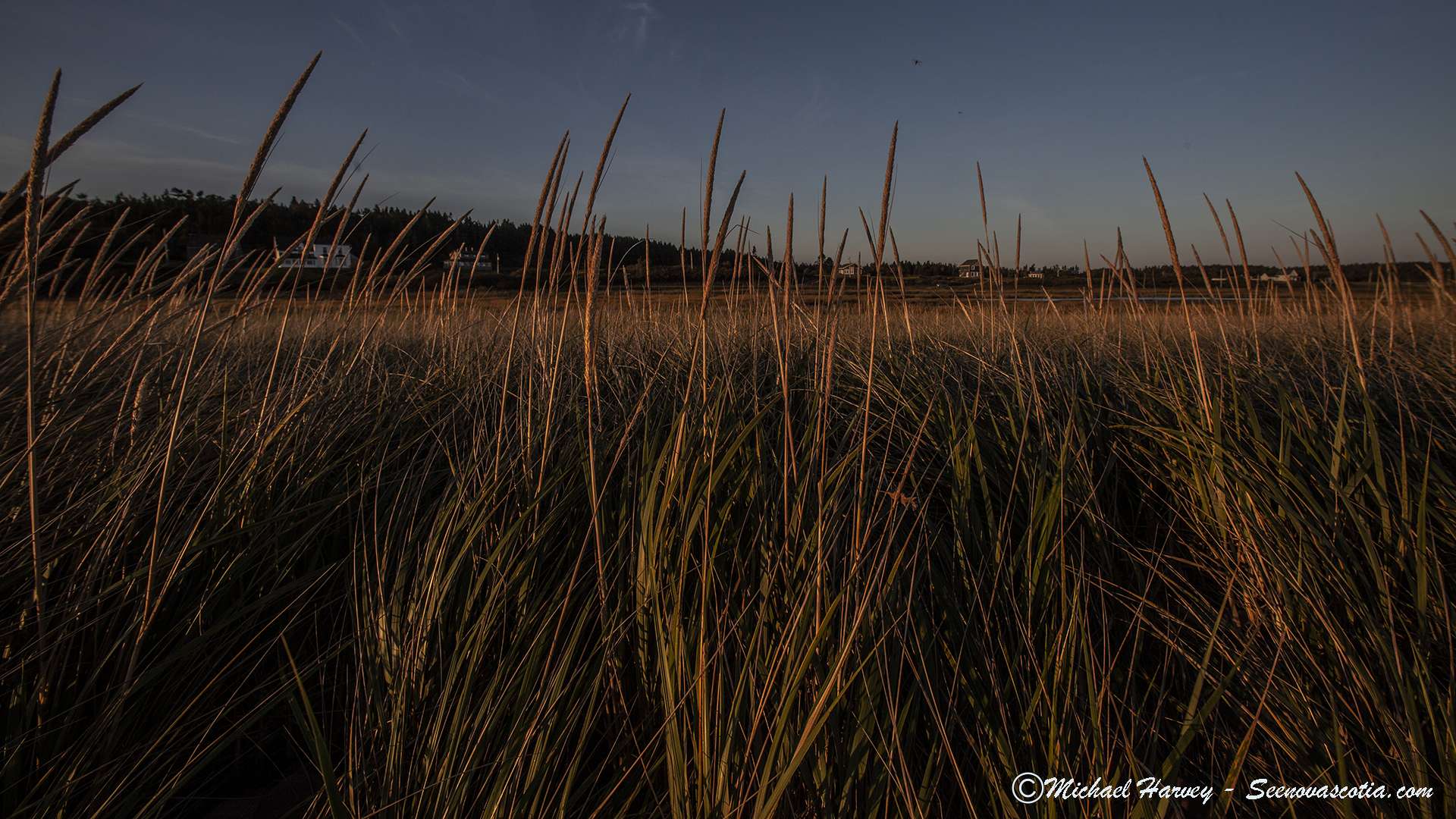 Waterside Marsh